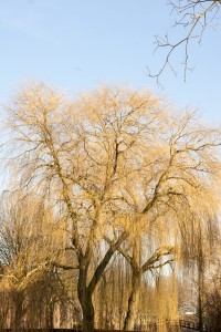 Gouden treurwilg-00532